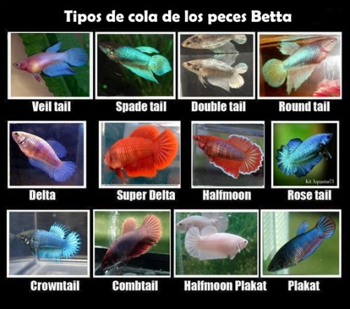 Betta - Tipos de cola