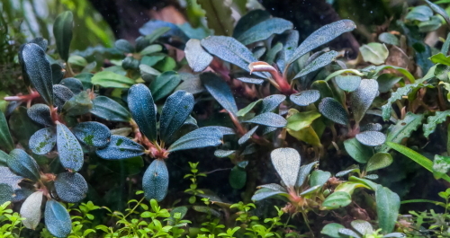 Bucephalandra Lamandau Mini Purple