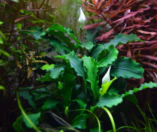 Bucephalandra Wavy Green