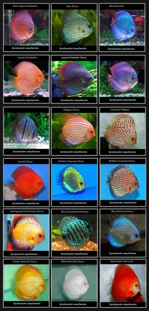 Tipos de peces disco