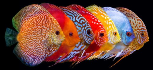 Variedad de peces disco